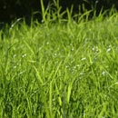 Lawn Service Program