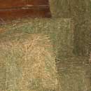 Hay
