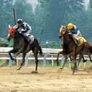 Race Horses