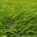 forage seed