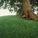 grass seed