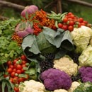 garden seed