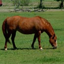 forage seed